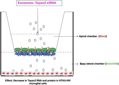 HIV Neuroinflammation: The Role of Exosomes in Cell Signaling, Prognostic and Diagnostic Biomarkers and Drug Delivery